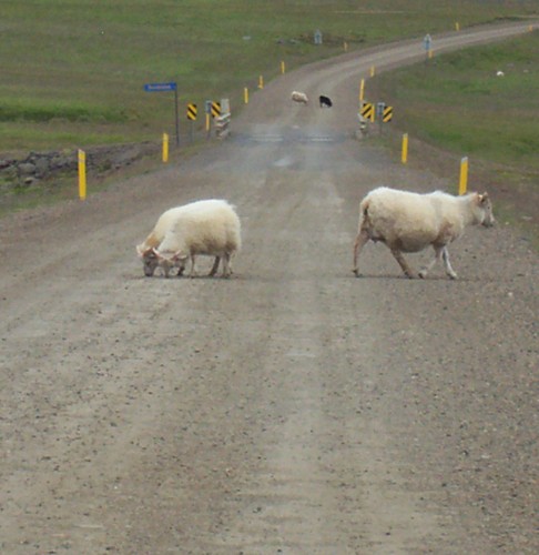 Das Bild zeigt Schafe, die auf einer Schotterpiste vor dem Auto rumlaufen