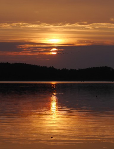 Das Bild zeigt einen Sonnenaufgang über einem See, die Sonne ist zum Teil von Wolken verdeckt, man sieht Zugvögel und im Hintergrund Wald