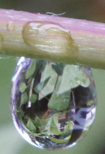 Das Bild zeigt einen einzelnen Wassertropfen an einem Stengel, man sieht in ihm die gespiegelte Umgebung