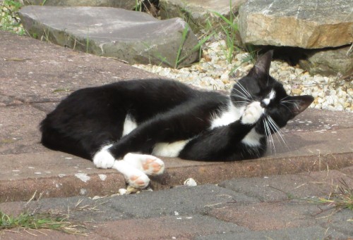 Das Foto zeigt eine schwarze Katze mit weißen Pfoten (und weißem Hals) welche auf der Seite liegt und sich die linke Vorderpfote leckt