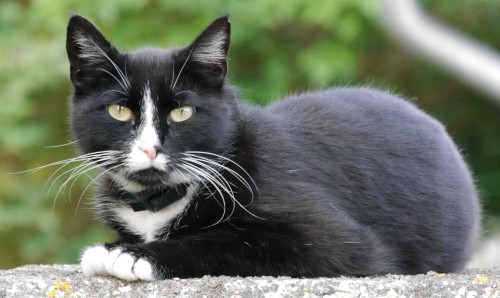 Das Bild zeigt eine schwarze Katze mit weißer Brust und weißen Foten, die auf einem Pfoste sitzt und aufmerksam zum Fotografen schaut.