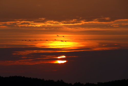 Das BIld zeigt den Sonnenaufgang bei einer Wolkenschicht, vor den Wolken fliegen 13 Vögel von rechts nach Links