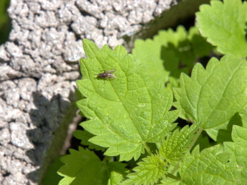 Das Bild zeigt die grünen Blätter von Jungen brennesseln, auf einem der Blätter sitzt eine Fliege