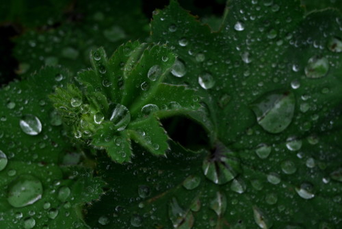 Das Bild zeigt Wassertropfen auf und in grünen Blättern