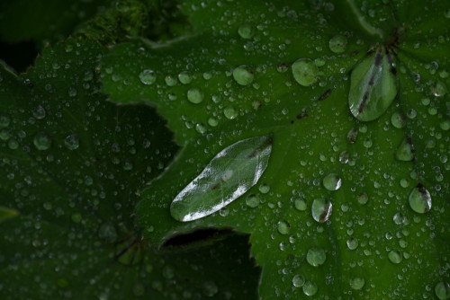Das Bild zeigt einzele Wassertropfen und Kugeln auf der Oberfläcke von grünen Blättern