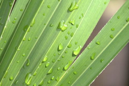Das Bild zeigt Wassertropfen auf einem grünen Farn einer Hanfpalme