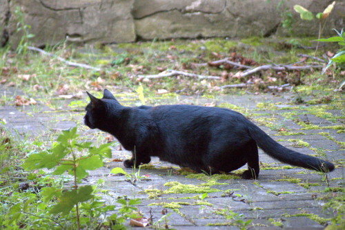 Das Foto zeigt eine schwarze Katze auf einer leicht überwuchterten Pflaster-Fläche, die sich gerade anschleicht.