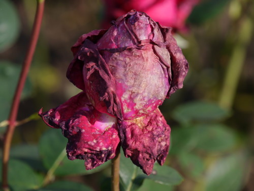 Das Bild zeigt eine verblühende Rosenblüte