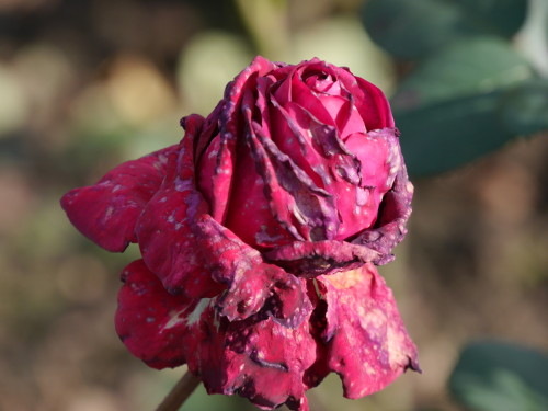 Das Bild zeigt eine verblühende Rosenblüte