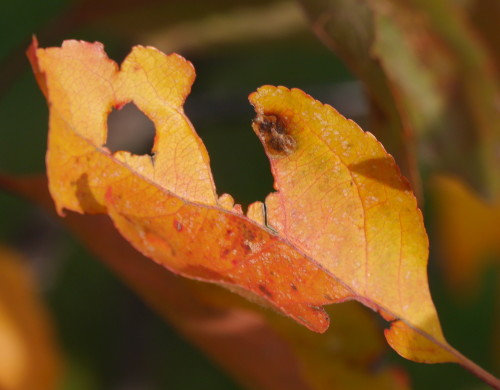 Das Bild zeigt ein gelbes, leicht zerrissenes Blatt an einem Baum, die Blätter im Hintergrund sind unscharf.