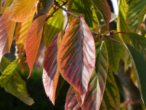 Das Bild zeigt bunte Blätter an einem Baum, die Blätter verfärben sich langsam rötlich