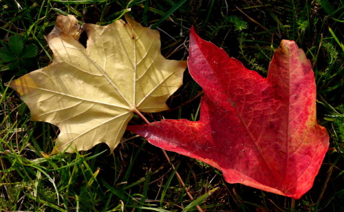 Das Bild zeigt zwei Blätter, ein rotes und ein gelbes, welche nebeneinander im Gras liegen