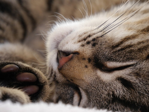 Die Mund-Augen-Nasenpartie einer schlafenden, grau-schwarz getiegerten Katze. Auf der rechten Seite sieht man auch einen Teil von der Pfote.