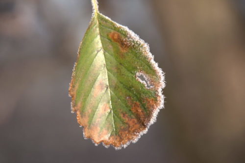 Das Foto zeigt ein grünes, angewelktes Blatt, welches vom Frost überzogen wurde