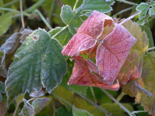 Das Foto zeigt verschieden verwelkte und vom Frost überzogen Blätter