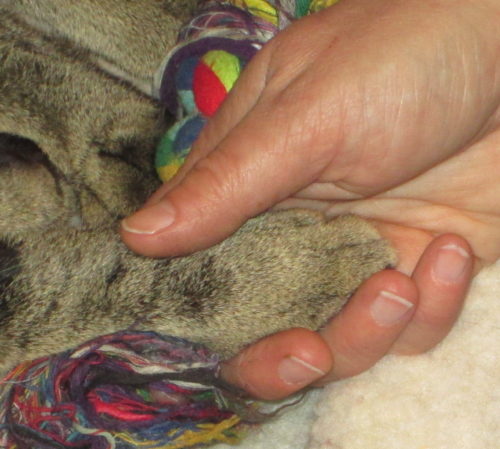 Das Foto zeigt eine Grau-schwarz-getigerte Katzenpfote, die in einer Menschenhand liegt