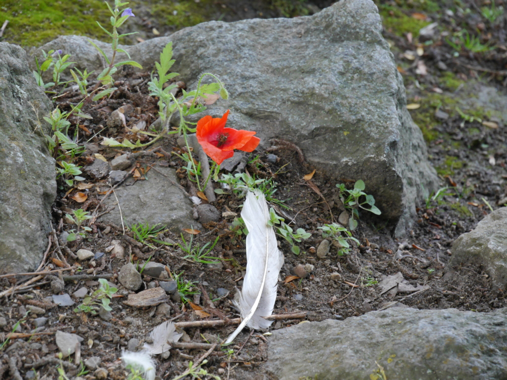 Das Foto zeigt einen felsigen Grund, zwischen den Steinen liegt eine weiße Feder und es wächst eine rote Mohnblume