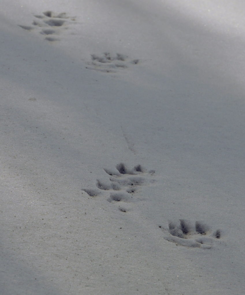 Das Foto zeigt Tierspuren im Schnee