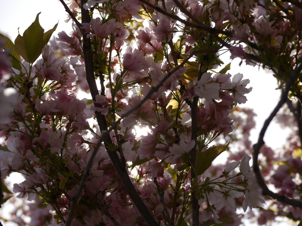 Das Foto zeigt viele, leicht verblühte Blüten einer Zierkirsche im Gegenlicht