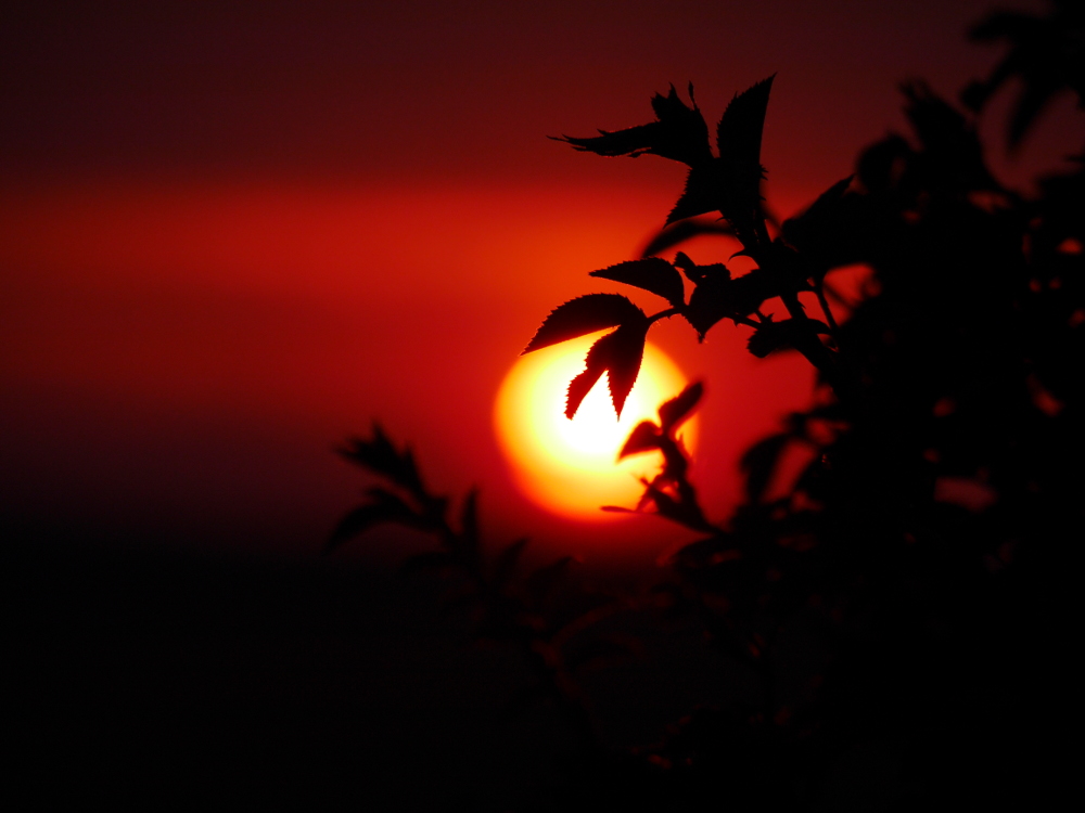 Das Foto zeigt einen Sonnenuntergang hinter Blättern