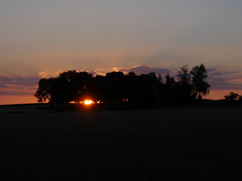Das Foto zeigt einen Sonnenuntergang, die Sonne scheint zwischen den Bäumen eines Friedhofs durch.