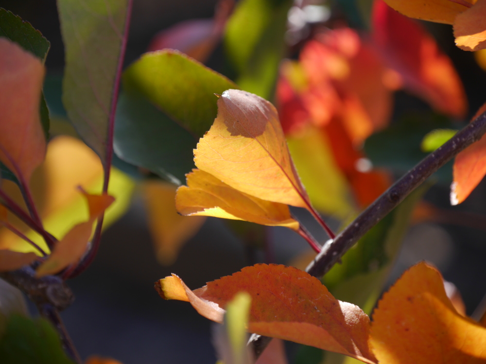 Dasa Foto zeigt bunte Blätter im Herbst