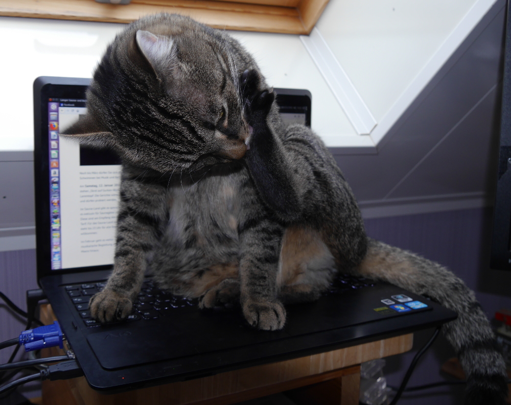 Das Foto zeigt einen grau-schwarz getigerten Kater, der auf einem Laptop sitzt und sich gerade die linke Hinterpfote putzt.