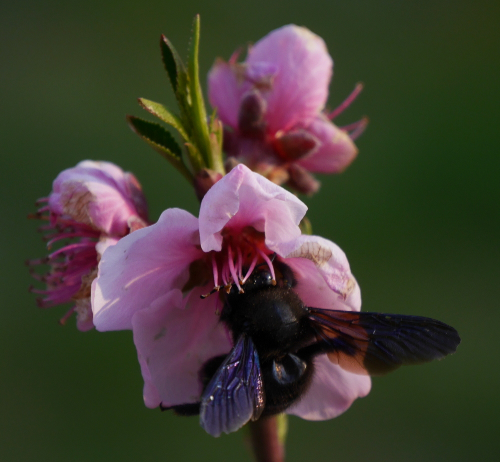 Das Foto zeigt eine schwarze Biene in einer rot/weißen Pfirsichblüte