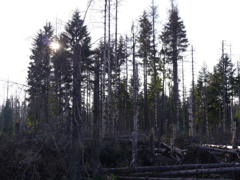 Dasa Bild zeigt stehende, tote Bäume im Nationalpark Harz, einige Bäume haben noch Nadeln.
