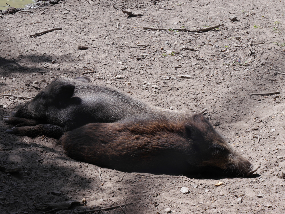 Das Foto zeigt zwei schlafende Wildscheine, die nebeneinander liegen. Der Kopf und die Schnautze weisen einmal nach links, einmal nach rechts.