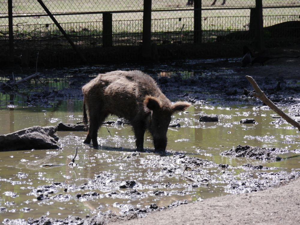 Das Foto zeigt ein Wildschwein, welches in einem schlammigen Tümpel steht
