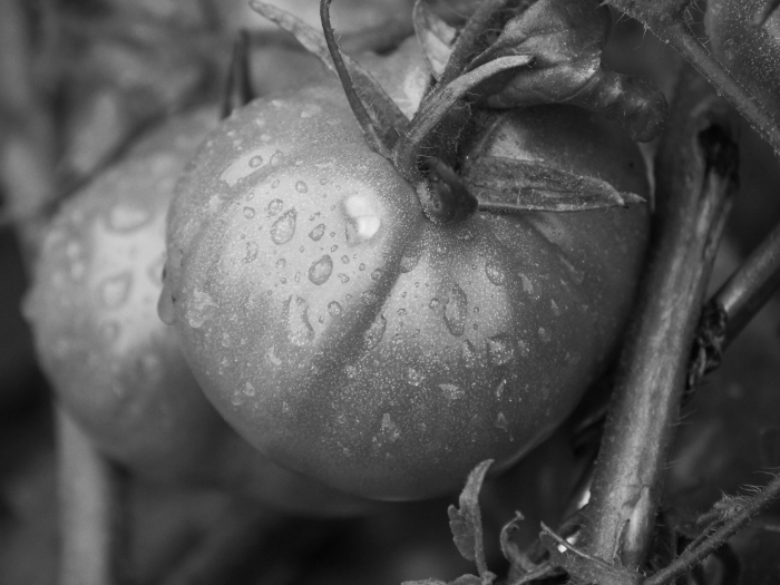 Das s/w-Foto zeigt vom Regen nasse Tomaten am Strauch