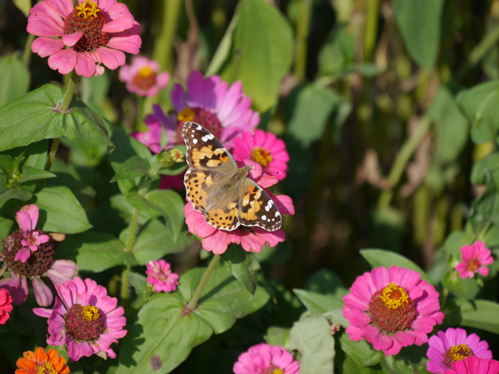 Das Bild zeigt einen Schmetterling auf einer Blüte