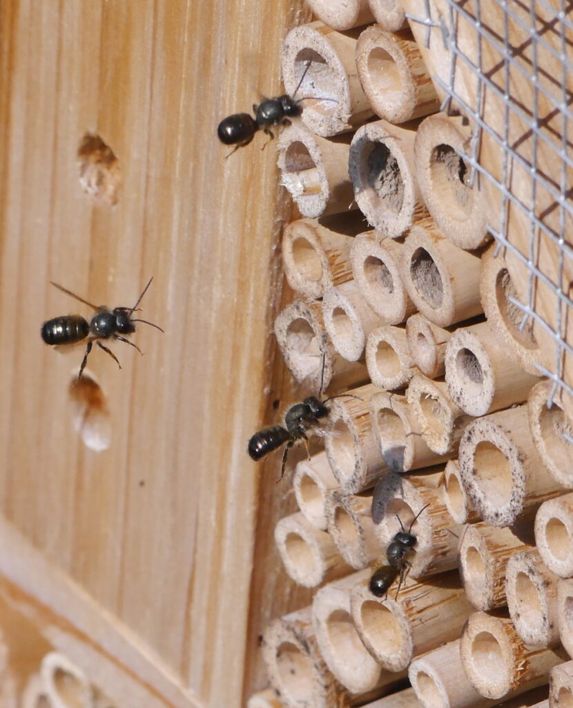 Das Foto zeigt Insekten beim Anflug auf das Insektenhotel bzw. die Röhren vom Insektenhotel