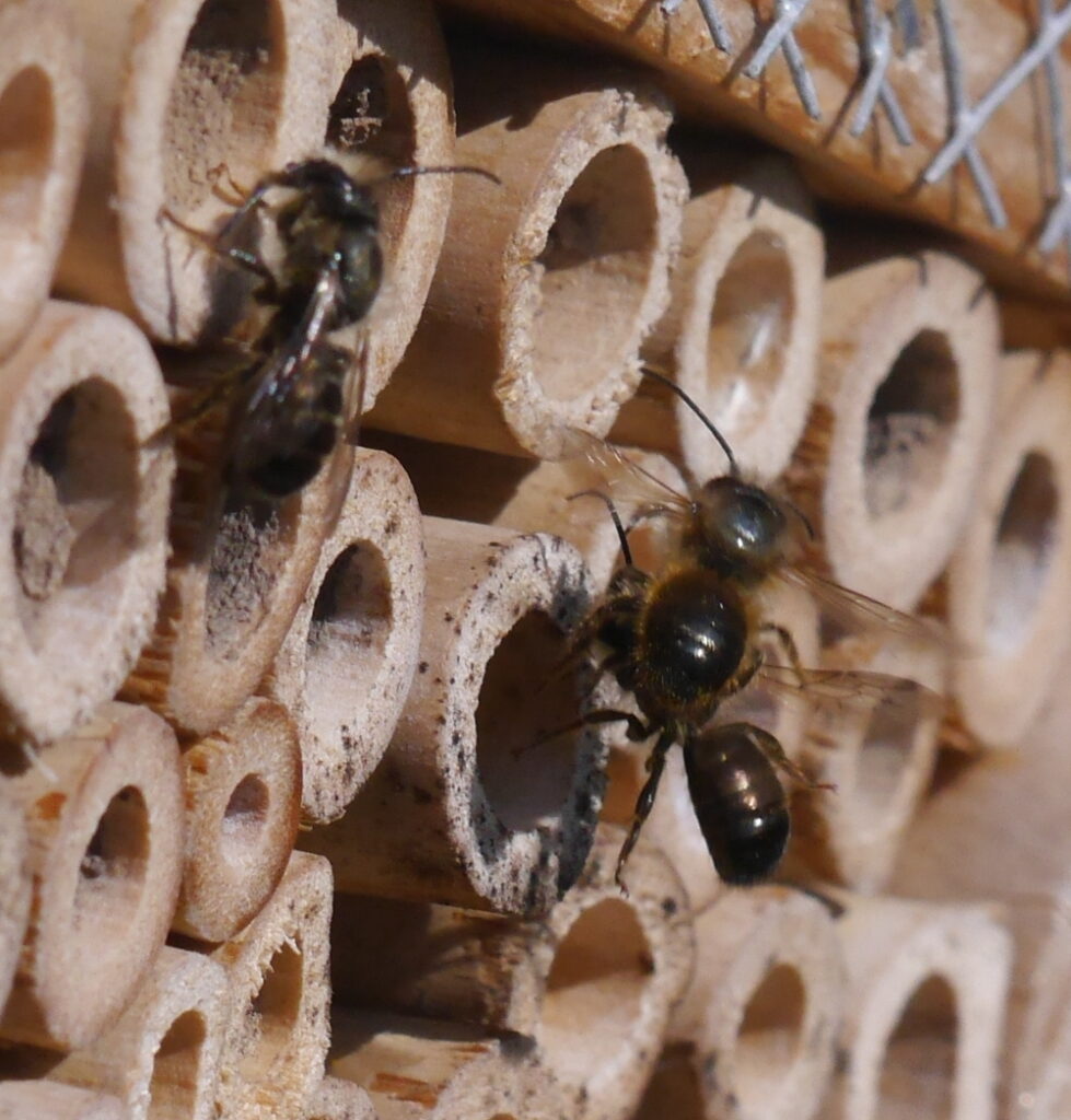 Das Foto zeigt Insekten beim Anflug auf das Insektenhotel bzw. die Röhren vom Insektenhotel