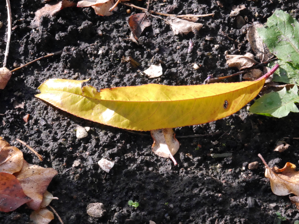 Dasa Foto zeigt ein einzelnes, langes, gelbes Blatt auf dem Erdboden, drum herum liegen einige braune und grüne kleine Blätter