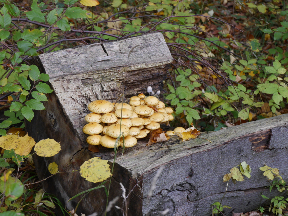 Dasa Foto zeigt einen Holzklotz, der im Wald liegt. Auf ihm wachsen viele Pilze, drum herum herbstliches Gestrüpp.