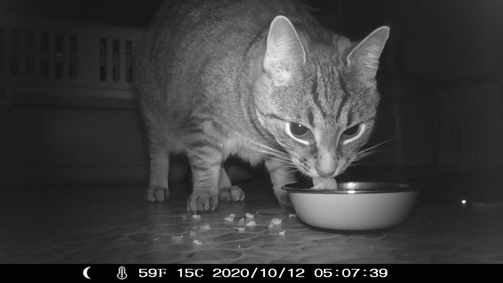 Die s/w-Aufnahme einer Wildkamera zeigt eine grau-getigerte Katze, die gerade am Fressen aus dem Napf ist. man sieht wie sie ihre Zunge herausstreckt in den Napf.