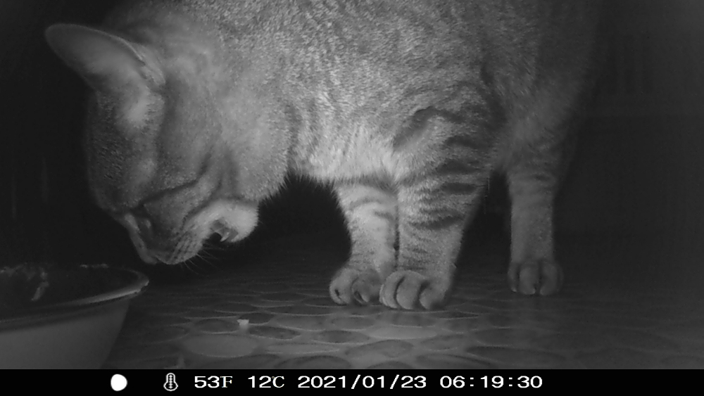 s/w-Nachtaufnahme einer Wildkamera, man sieht eine Katze mit geöffnetem Mäulchen kurz vor dem Futternapf