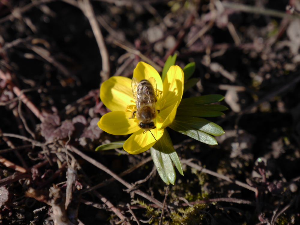 Ds Foto zeigt die gelbe Blühten eines Frühjahrsblühers. Auf der Blüte sitzt eine Wildbiene.