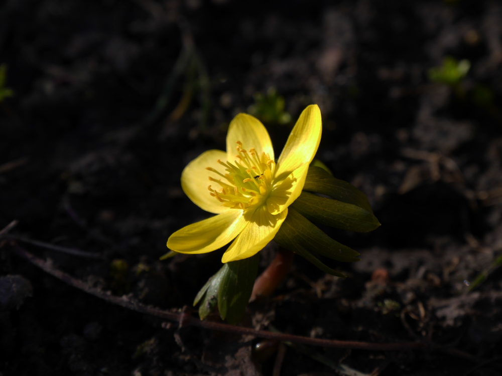 Ds Foto zeigt die leuchtend gelbe Blühten eines Frühjahrsblühers.