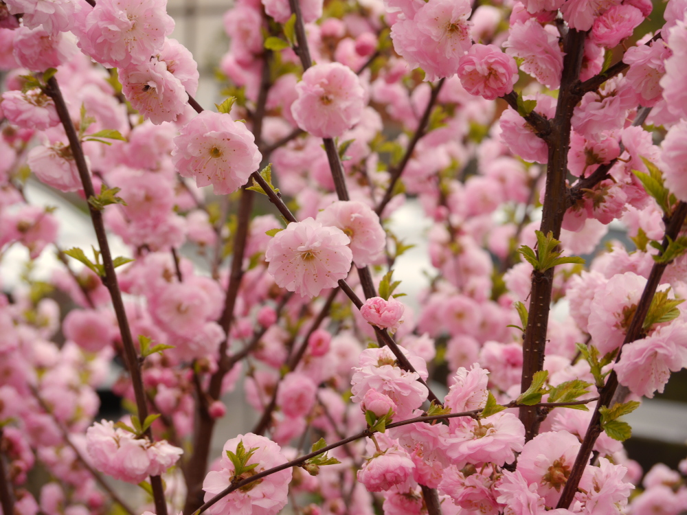 Das Foto zeigt viele Weiß-Rosa-Blüten an Ästen und Zweigen von einem Baum