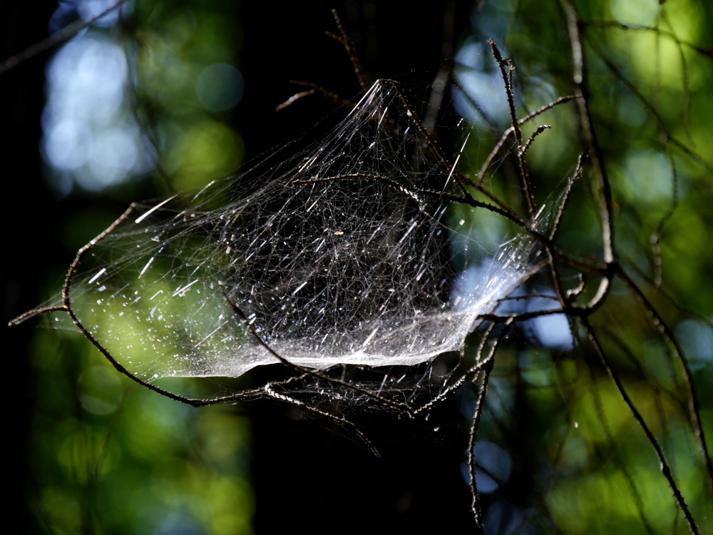 Das Foto zeigt ein Spinnenetz zwischen dünnen Ästen an einem Baum im Wald, auf das Spinnennetz fällt direkt das Sonnenlicht und erzeugt so eine Art mystisches Aussehen.