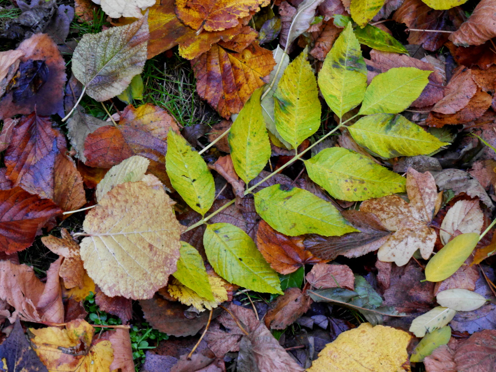 Das Foto zeigt Blätter auf dem erdboden, die meisten sind schon braun, aber in der Mitte liegt ein kurzer Stängel mit noch kräftig gelb-grünen Blättern