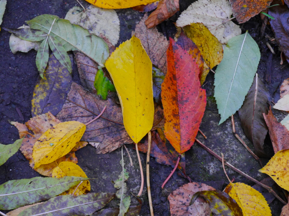 Ds Foto zeigt bunte Blätter auf dem Erdboden, in der Mitte liegt links ein gelb-leuchtendes, daneben ein schon ziemlich rotes Blatt. Und daneben an der rechten Seite ein umgekehrtes, grünes Blatt