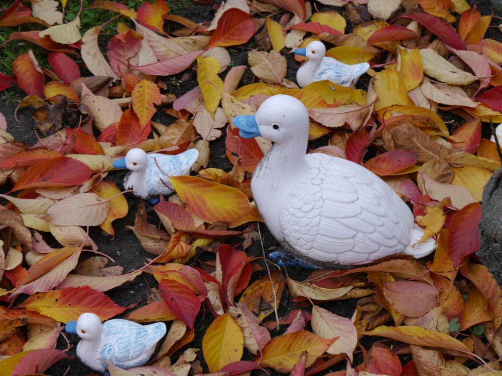 Ds Foto zeigt eine Keramik-Entenfamilie (1 Mutter und 3 Kücken) zwischen bunten, herbstlichen Blättern. Die Keramik-Vögel haben blaue Schnäbel und Füße.