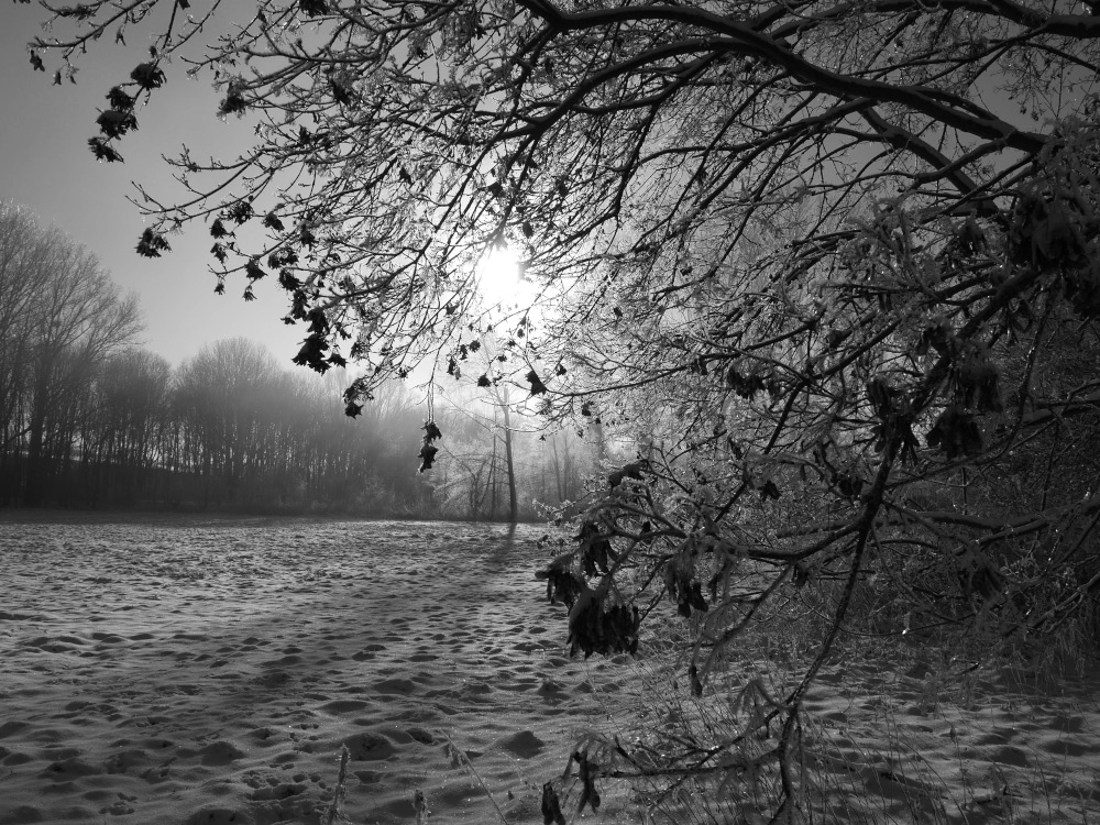 Dieses s/w-Foto zeigt eine Landschaftsaufnahme bei Gegenlicht. Die Aufnahme ist im Winter entstanden und es liegt Schnee. Rechts ist ein Baum, dessen Äste ins Bild ragen. Durch die hkahlen Äste scheint die Sonne, daneben ist eine Schneefläche, die Links von Bäumen begrenzt wird.