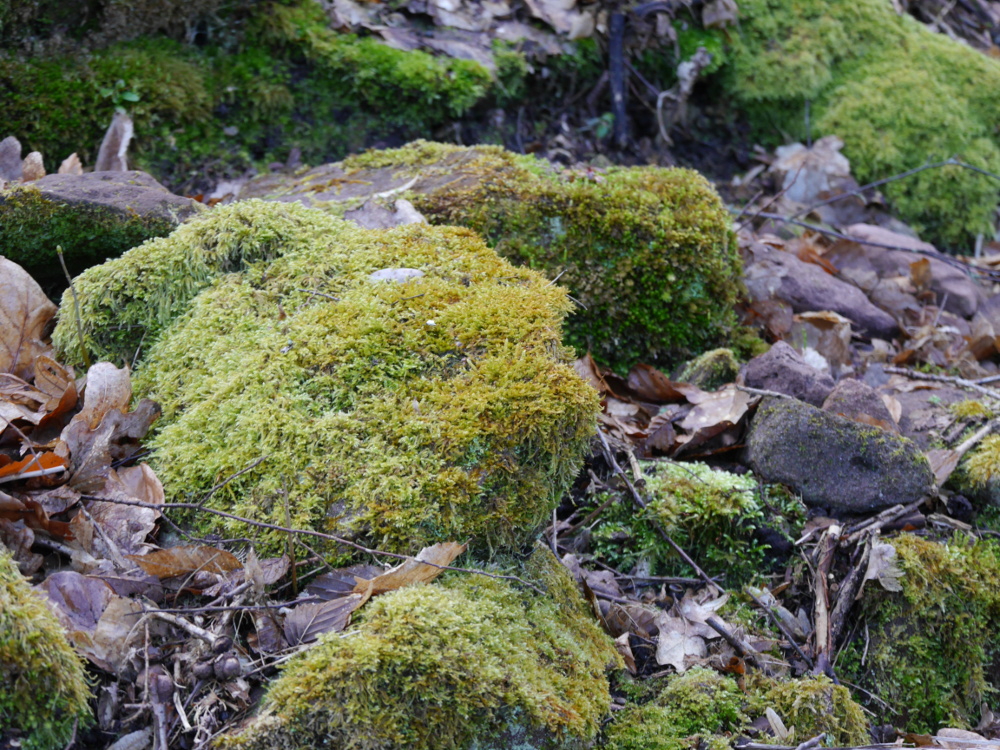 Das Bild zeigt mit Moos überwucherte Steine und Blätter auf dem Waldboden.