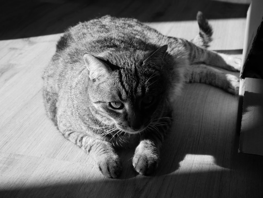 Das s/w-Foto zeigt eine getigerte Katze, die auf dem Boden liegt. Sie liegt in einem Streifen LIcht von der Sonne, daher ist die eine Hälfte der Katze und des Katzenköpfchens hell erlechtet und die andere Hälfte im Dunkeln. Die Katze blickt in Richtung Fotograf, wobei nur ein Auge durch das Licht gut sichtbar ist. Das ganze Bild lebt von den starken Kontrasten zwischen dem erleuchteten Teilen und den Schatten. Rechts neben der Katze kann man den Rand eines Pappkartons erkennen.