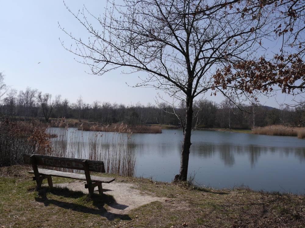 Ein Landschaftsfoto im Frühjahr. Die Bildmitte enthält einen kleinen See, auf dem auch eine Insel ist. Am See steht eine leere, beschmierte Holzbank und ein Baum, im Hintergrund sind gelbe Gräßer und kahle Bäume zu erkennen.